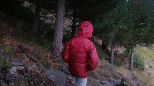 Vista Trasera Del Niño Caminando Parque Nacional Durante Verano — Vídeo de stock
