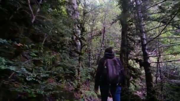 Verdant Forest Wonderland Daki Şelaleler Huzur Yolculuğu Büyüleyici Bir Ormanda — Stok video