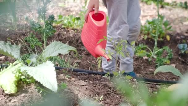 Μικρό Αγόρι Ποτίζει Φυτά Στον Κήπο — Αρχείο Βίντεο