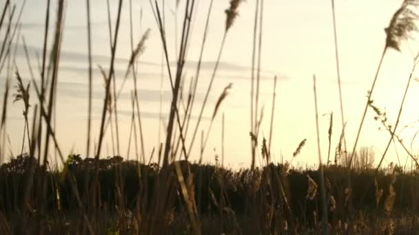 美しい夕日で風に吹く草の近くに — ストック動画