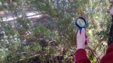 Genç doğa bilimci çocuk büyüteçle ormanın doğasını inceliyor. seyahat macera konsepti.