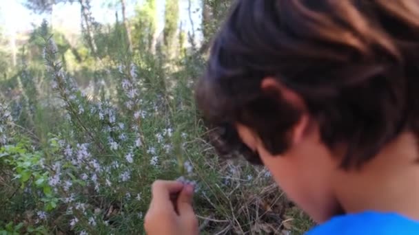 Young Naturalist Kid Studying Nature Forest Magnifying Glasses Travel Tourism — Stock Video