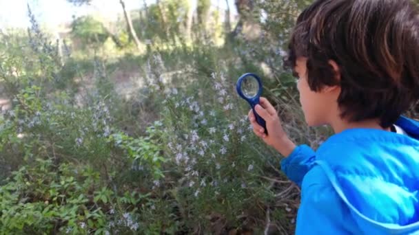 Anak Muda Naturalis Mempelajari Alam Hutan Dengan Kaca Pembesar Konsep — Stok Video