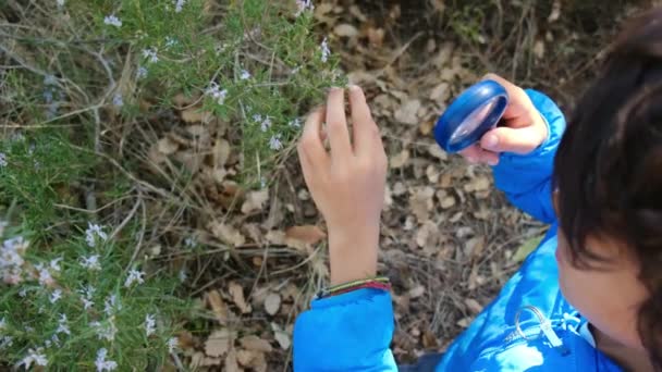 Genç Doğa Bilimci Çocuk Büyüteçle Ormanın Doğasını Inceliyor Seyahat Macera — Stok video