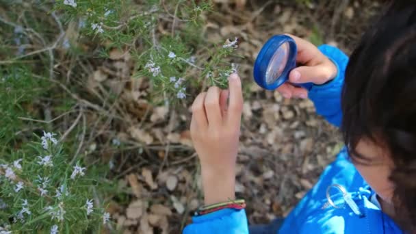 Criança Naturalista Jovem Está Estudando Natureza Floresta Com Lupas Turismo — Vídeo de Stock