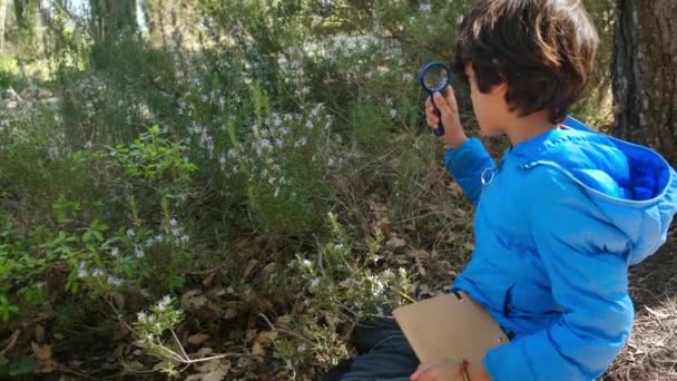 Der Junge Naturforscher Studiert Mit Einer Lupe Die Natur Des — Stockvideo