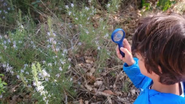 Genç Doğa Bilimci Çocuk Büyüteçle Ormanın Doğasını Inceliyor Seyahat Macera — Stok video