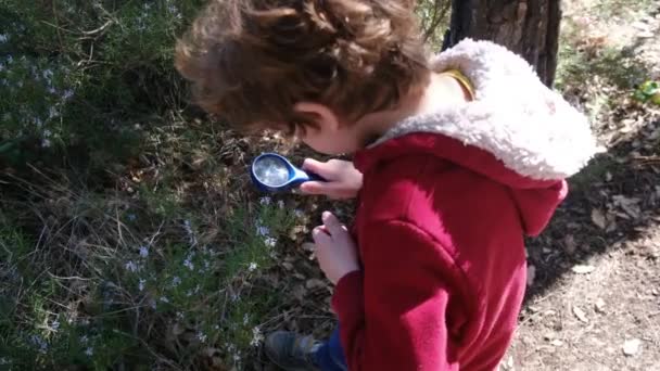 Молодой Натуралист Изучает Природу Леса Лупой Туристическая Концепция — стоковое видео