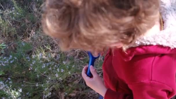 Niño Naturalista Joven Está Estudiando Naturaleza Del Bosque Con Lupas — Vídeos de Stock