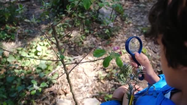 Νεαρός Φυσιοδίφης Μελετάει Φύση Του Δάσους Μεγεθυντικούς Φακούς Ταξιδιωτικός Τουρισμός — Αρχείο Βίντεο