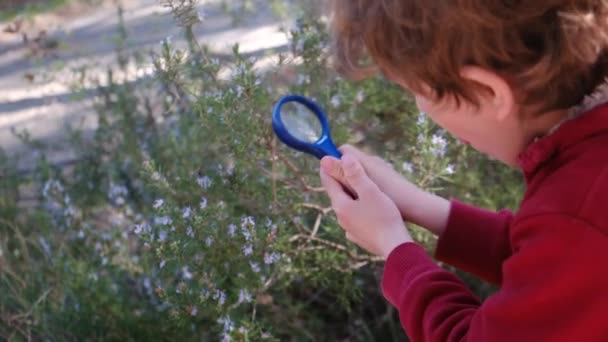 Bambino Naturalista Giovane Sta Studiando Natura Foresta Con Lenti Magnificanti — Video Stock