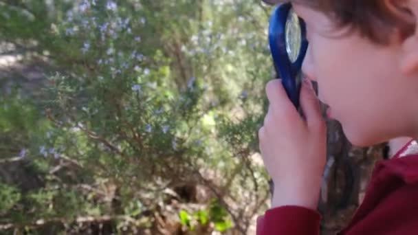 Niño Naturalista Joven Está Estudiando Naturaleza Del Bosque Con Lupas — Vídeo de stock