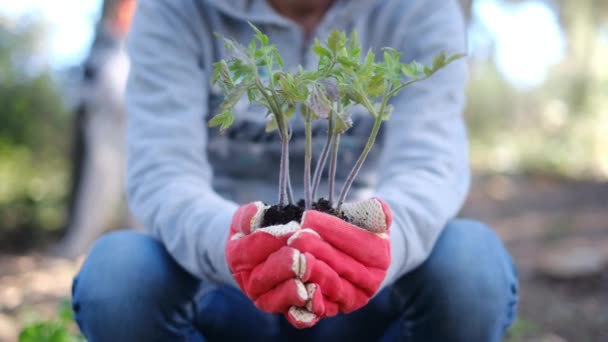 Jovem Com Luvas Coloridas Campo Plantas Plantas Tomate Casa Jardim — Vídeo de Stock