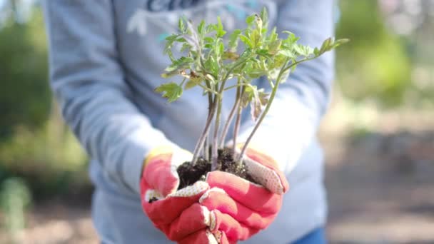 Νεαρή Γυναίκα Πολύχρωμα Γάντια Αγρού Φυτά Τομάτας Φυτά Στον Κήπο — Αρχείο Βίντεο
