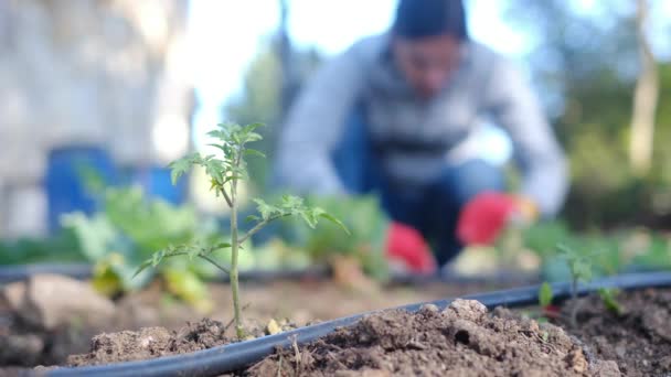 Fiatal Színes Terepmunka Kesztyű Növények Paradicsom Növények Otthon Kert — Stock videók