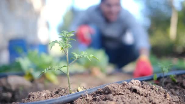 Mujer Joven Con Coloridos Guantes Trabajo Campo Plantas Plantas Tomate — Vídeos de Stock