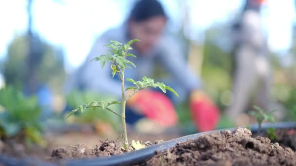Junge Frau Mit Bunten Feldhandschuhen Pflanzt Tomatenpflanzen Heimischen Garten — Stockvideo