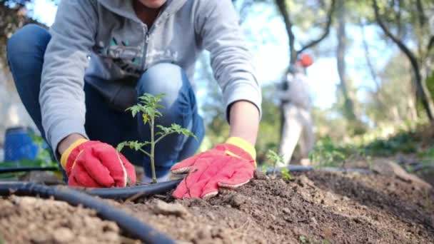 Jonge Vrouw Met Kleurrijke Veldwerk Handschoenen Planten Tomaat Planten Huis — Stockvideo