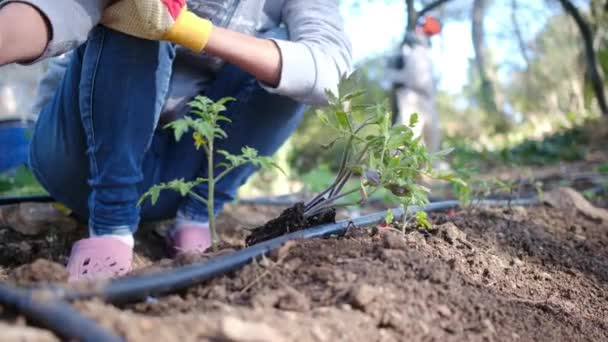 Junge Frau Mit Bunten Feldhandschuhen Pflanzt Tomatenpflanzen Heimischen Garten — Stockvideo