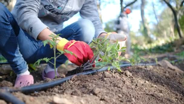 Jonge Vrouw Met Kleurrijke Veldwerk Handschoenen Planten Tomaat Planten Huis — Stockvideo