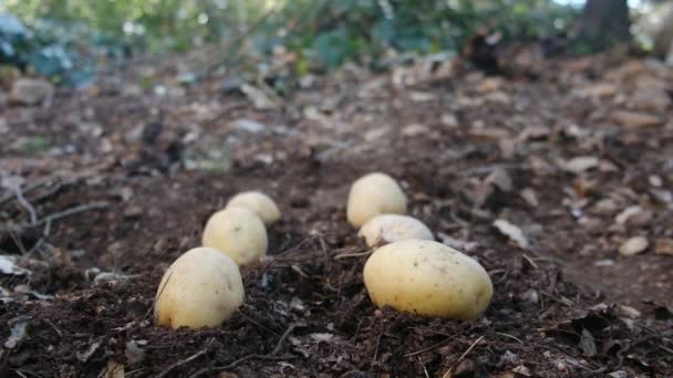 Bio Kartoffeln Liegen Auf Dem Feld — Stockvideo