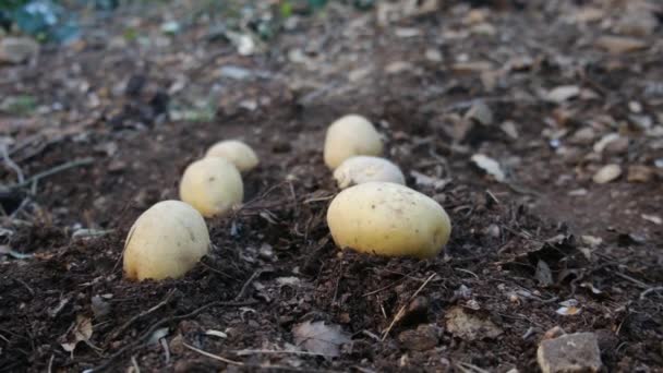 Βιολογικές Πατάτες Βρίσκονται Στο Γήπεδο — Αρχείο Βίντεο