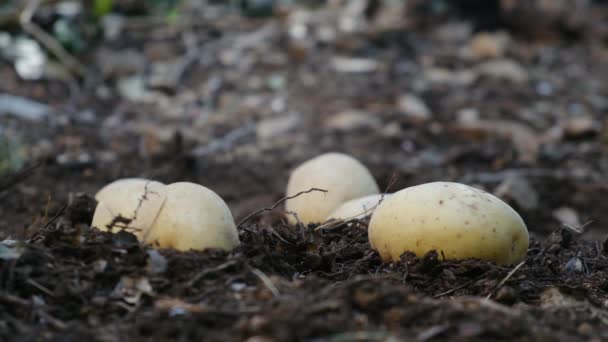 Органічна Картопля Лежить Полі — стокове відео