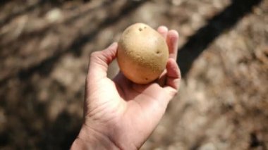 Elinizdeki taze organik patatesi kapatın.