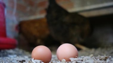 Evcil tavuk kümesindeki tavuklar tüketim için taze yumurta bırakırlar. Aile ekolojik organik sürdürülebilir konsept sağlıklı yiyecekler.