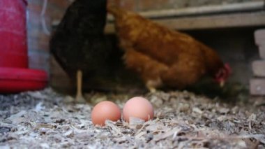 Evcil tavuk kümesindeki tavuklar tüketim için taze yumurta bırakırlar. Aile ekolojik organik sürdürülebilir konsept sağlıklı yiyecekler.