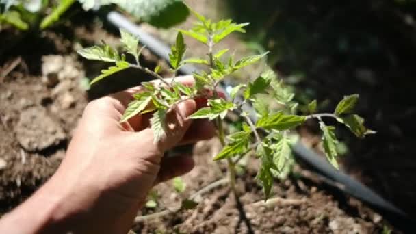 Mujer Joven Con Guantes Trabajo Campo Coloridos Plantas Plantas Tomate — Vídeos de Stock