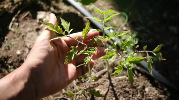 Mujer Joven Con Guantes Trabajo Campo Coloridos Plantas Plantas Tomate — Vídeos de Stock