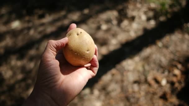 Zbliżenie Świeżych Ziemniaków Organicznych Ręku — Wideo stockowe