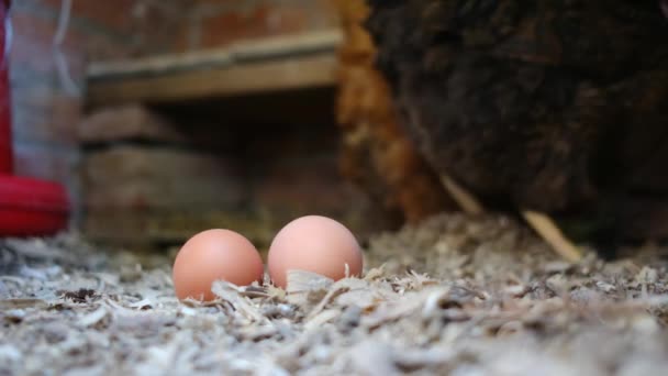 家庭の鶏小屋に鶏を置くことは消費家族の生態学的な有機的な持続可能な概念の健康な食糧のための新鮮な卵を置きます — ストック動画