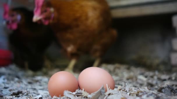 Nosnice Kurníku Pro Domácí Kuřata Snášejí Čerstvá Vejce Pro Spotřebu — Stock video