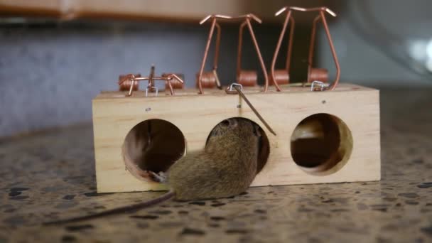 スプリングバーに閉じ込められたハウスマウス — ストック動画