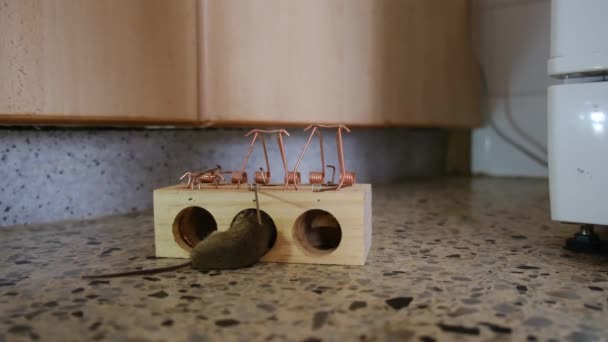 スプリングバーに閉じ込められたハウスマウス — ストック動画