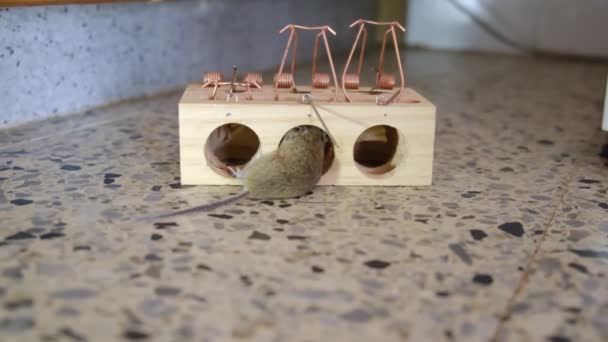 House Mouse Trapped Spring Bar Mousetrap — Stock Video