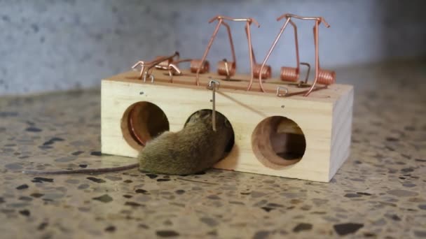 Huis Mouse Gevangen Spring Bar Mousetrap — Stockvideo