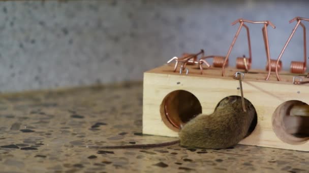 House Mouse Terjebak Dalam Spring Bar Mousetrap — Stok Video