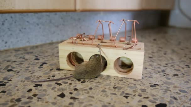 Σπίτι Ποντίκι Παγιδευτεί Στην Άνοιξη Μπαρ Ποντικοπαγίδα — Αρχείο Βίντεο