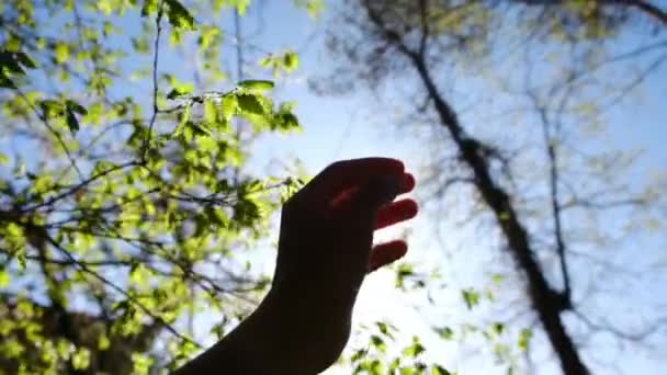 Silhouette Strony Słońca Religia Pomaga Szczęśliwa Dziewczyna Wyciąga Rękę Modlitwa — Wideo stockowe