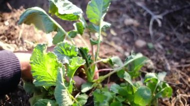 Bir kadın bahçede çiçekleri elle kontrol ediyor.. 