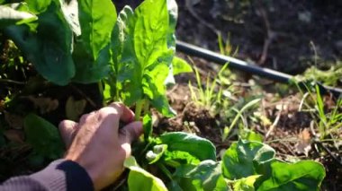 Ev bahçesinden salata yaprakları toplayan bir kadın.