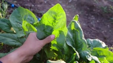 Ev bahçesinden salata yaprakları toplayan bir kadın.