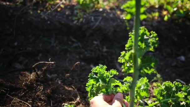 Primer Plano Mujer Recogiendo Zanahorias Jardín Casa — Vídeos de Stock