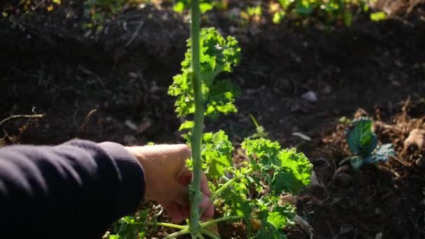 Закрытие Женщины Собирающей Морковь Домашнего Сада — стоковое видео