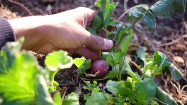 Žena Ruční Kontrola Redish Rostlina Zahradě — Stock video