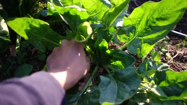 女性从自家花园摘沙拉叶的特写镜头 — 图库视频影像