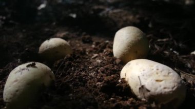 organik patatesler tarlada yatıyor